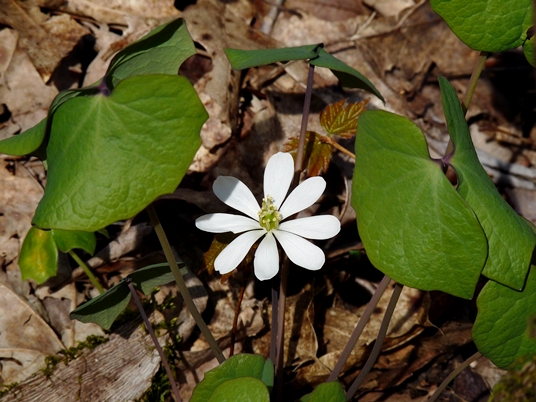 {Jeffersonia diphylla}